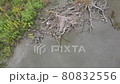 早朝の沼の風景枯れ枝があり緑に囲まれた野鳥の営巣池をドローン空撮 80832556