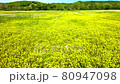 Scenic view of a field of wild mustard flowers in Kentucky 80947098