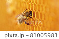 Working bee on honeycomb. 81005983