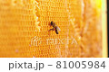 Working bee on honeycomb. Closeup of bee on honeycomb in apiary 81005984