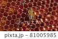 Working bee on honeycomb. Closeup of bee on honeycomb in apiary 81005985