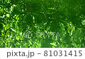 水面反射的綠色景觀，水鏡_2 81031415