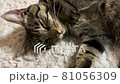 放鬆的貓 放鬆的貓 81056309