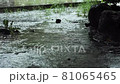 雨 81065465