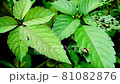 走在 Cayratia japonicum 葉子上的聖甲蟲 81082876