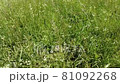 Walking in the meadow on sunny summer day. POV through long grass. Hd 81092268