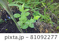 Watering a young fresh plant. Green leafs and water jet. Gardening, agriculture closeup top view. Agricultural in the dry season, increases crop yields. 81092277