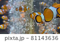カクレクマノミの大群 81143636