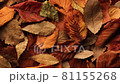 Fallen leaves  81155268