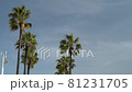 Palm tree swaying in the wind Copy space 81231705