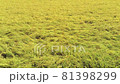 Rice field in August (taken with a drone) rice field / Drone 81398299