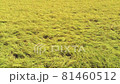 Rice field in August / Drone 81460512