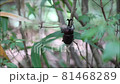 Male beetle climbing a thin tree 81468289