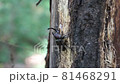 A beetle whose tree is slippery and difficult to climb 81468291