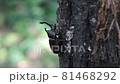 Beetle climbing a tree slowly 81468292