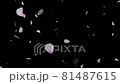 Monochromatic background with cherry blossom petals dancing 81487615