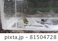 魚　クチボソ 81504728