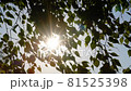 Sunbeams coming through tree branches in the summer 81525398