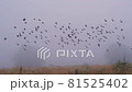 Birds flying over the field in foggy weather 81525402