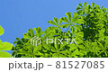 Fresh chestnut leaves in a sunny summer morning 81527085