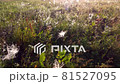 A flight over a field covered with spider's web 81527095