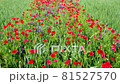 Background shot of poppy flowers field in the morning sunlight 81527570