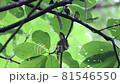 三光千代 81546550
