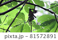 出生證明 81572891