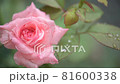 Rose on a rainy day (Queen Elizabeth) Rose on a rainy day (Queen Elizabeth) 81600338