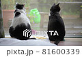 Cat looking out Cat looking out 81600339