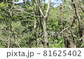 雑木林をたゆたう枯葉、クモの糸に付着　福島県只見町 81625402