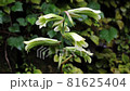 雨の日のオオウバユリの花　福島県只見町 81625404