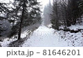 Winter landscape with heavy snow fall and fog in pine tree forest, Christmas 81646201