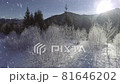 Frozen winter forest deeply covered with snow under the sunlight 81646202
