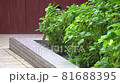 雨の波紋　スーパースロー 81688395