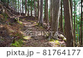 登山道を歩く 81764177