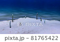 Group Spaghetti Garden Eels Gorgasia maculata white sand blue background 81765422