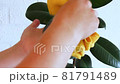 Woman cleaning ficus plant from dust. FHD. 81791489
