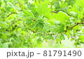 Blurred gooseberry bush background on sunny day. 81791490