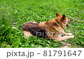 Very old dog breathing heavily in heat. 81791647