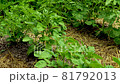 Potato field on farm. Potato growing process. 81792013