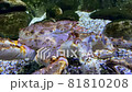Big crab aquarium moving shot background  81810208