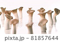 在白色背景上打開轉盤的清潔 Eringi 81857644