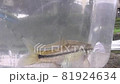 魚　クチボソ 81924634