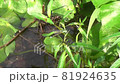 蜻蛉　アオモンイトトンボ 81924635