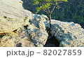 Lone tree growing on the rocks at the Eagle Nest view point at the Pinnacles in Berea, Kentucky 82027859
