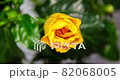 Hibiscus flower blooms. The bud opens and blooms into a large orange yellow flower. Time lapse of a blooming hibiscus flower. Detailed macro time lapse of a blooming flower. Hibiscus bloom 82068005