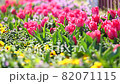 五顏六色的花田在春風中搖曳，花蕾和美麗的鬱金香盛開 82071115