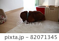 高級長毛迷你臘腸犬志願為受保護的狗 82071345