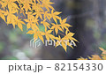 Yellow maple 82154330